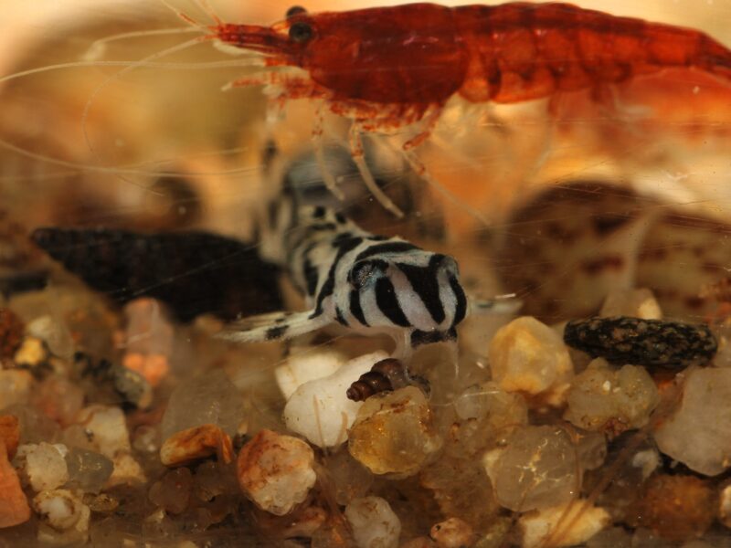 Hypancistrus zebra