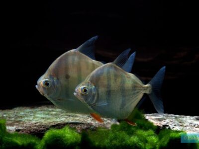 Metynnis Fasciatus