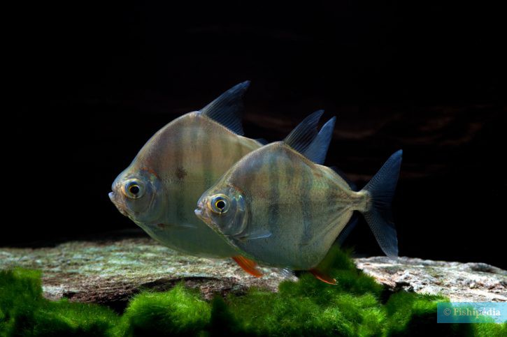 Metynnis Fasciatus
