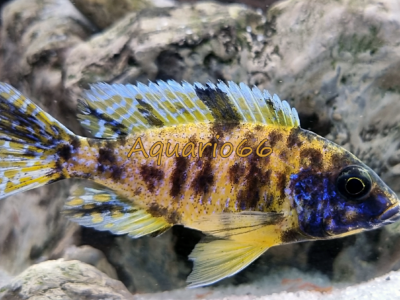 Aulonocara "OB" Jaune/Bleu