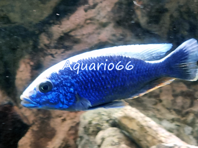 Sciaenochromis fryeri