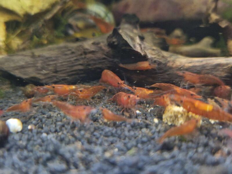 Crevettes Red Cherry