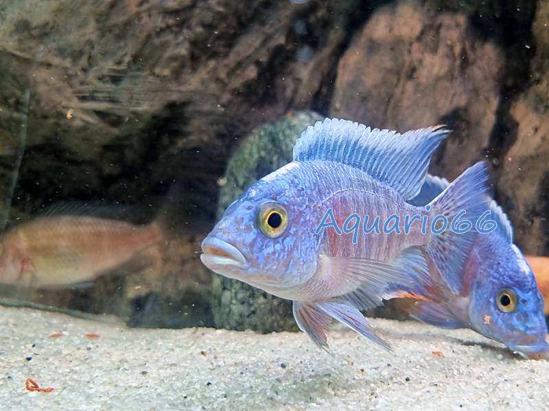Aulonocara "Turkis"