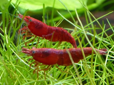 Crevettes Neocaridina Davidi red sakura /redcherry