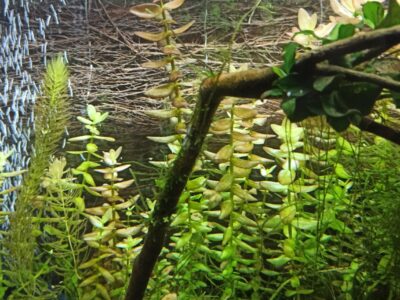 Bacopa caroliniana