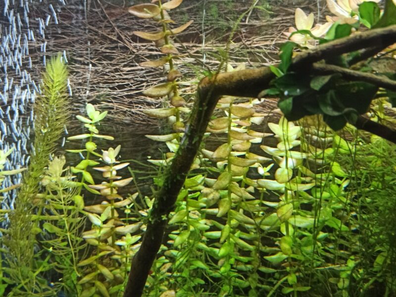 Bacopa caroliniana