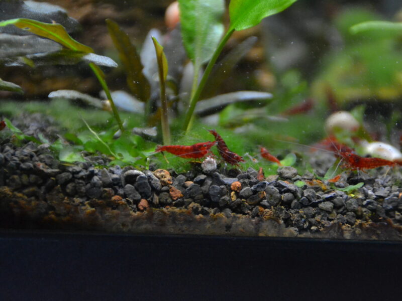 Crevettes Neocardina - Red Chery Sakura