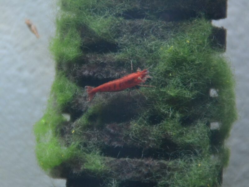 Crevettes Neocardina - Red Chery Sakura