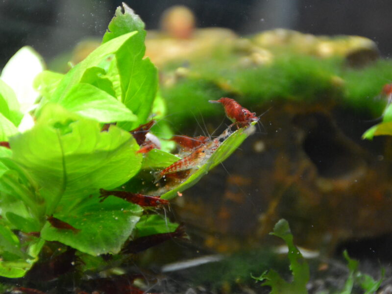 Crevettes Neocardina - Red Chery Sakura