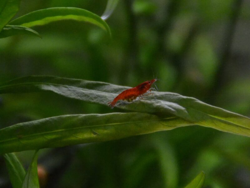 Crevettes Neocardina - Red Chery Sakura