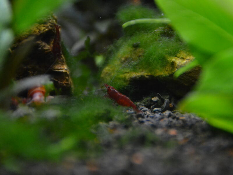 Crevettes Neocardina - Red Chery Sakura