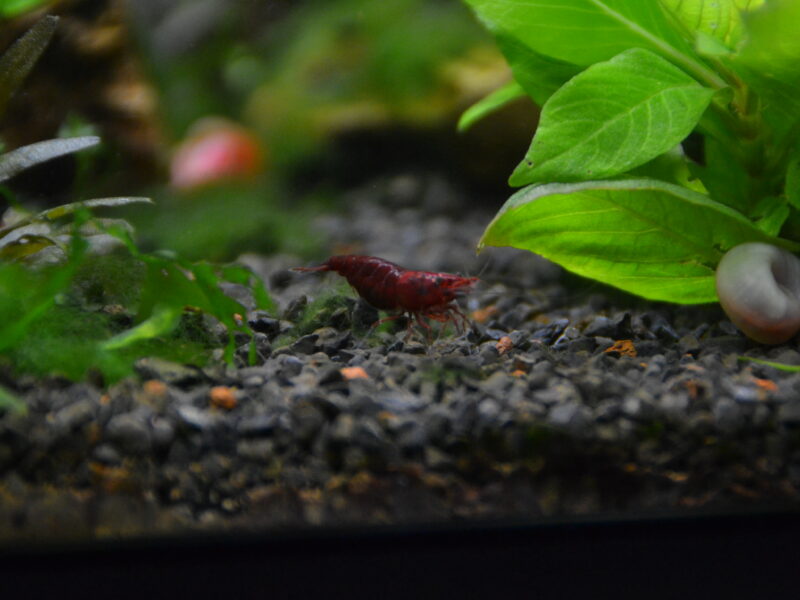Crevettes Neocardina - Red Chery Sakura