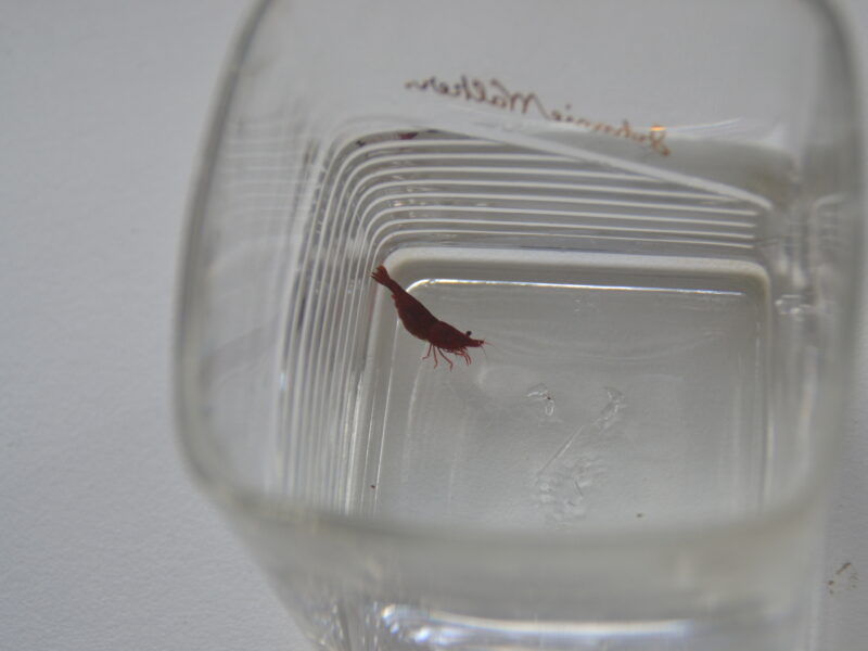 Crevettes Neocardina - Red Chery Sakura
