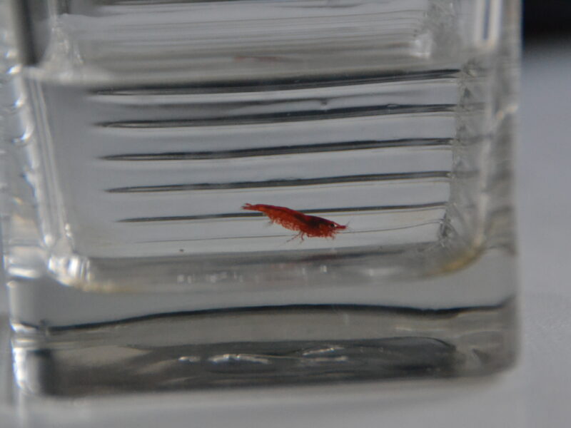 Crevettes Neocardina - Red Chery Sakura