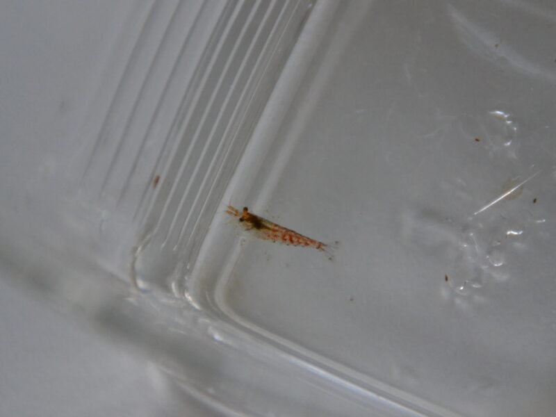 Crevettes Neocardina - Red Chery Sakura