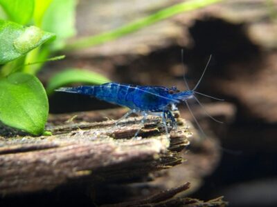 Neocaridina blue dream