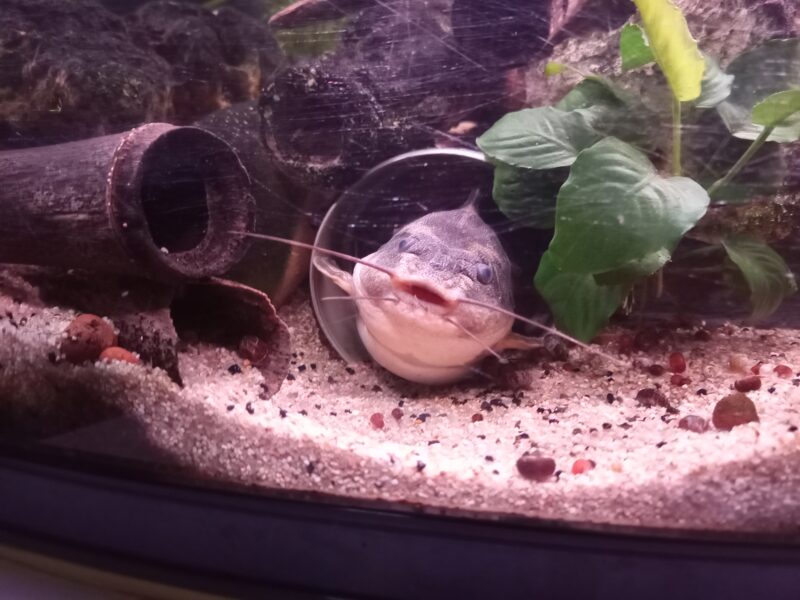 Donne aquarium+meuble+poissons et plantes
