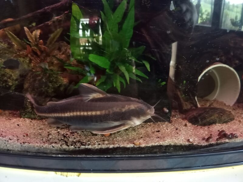 Donne aquarium+meuble+poissons et plantes