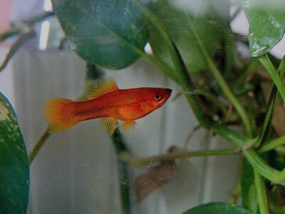 Femelle Xypho