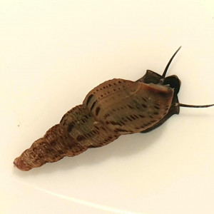 Melanoides