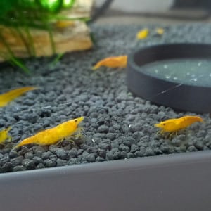 CREVETTE ORANGE FIRE SAKURA