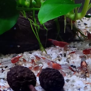 CREVETTE RILI RED