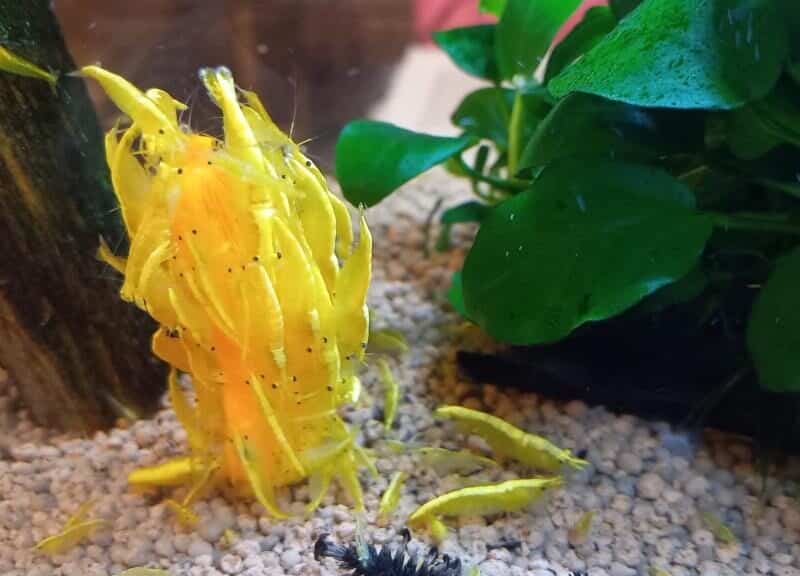 CREVETTE YELLOWS NEON