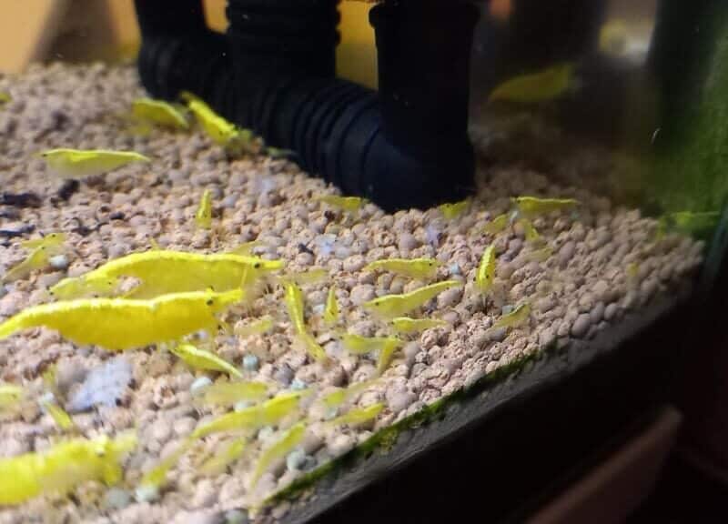CREVETTE YELLOWS NEON