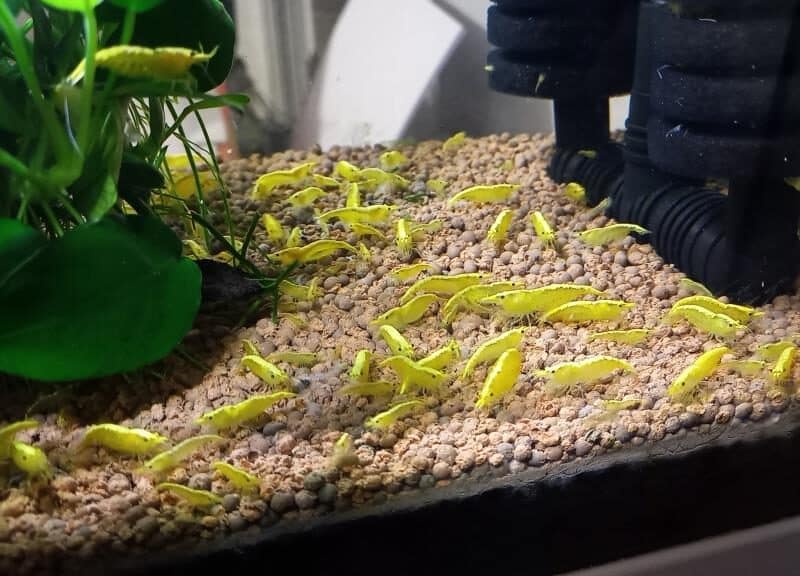 CREVETTE YELLOWS NEON