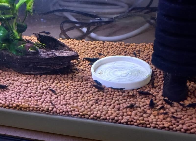 CREVETTE BLACK SAKURA