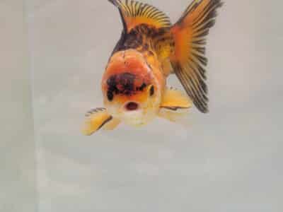 Oranda