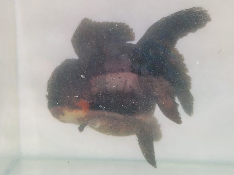 Oranda