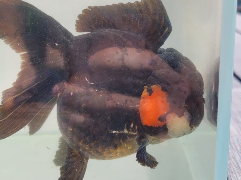 Oranda