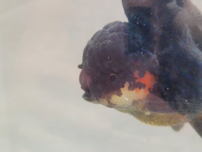Oranda