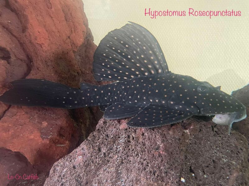 Couple hypostomus roseopunctatus