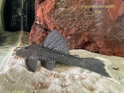 Hypostomus isbrueckeri couple