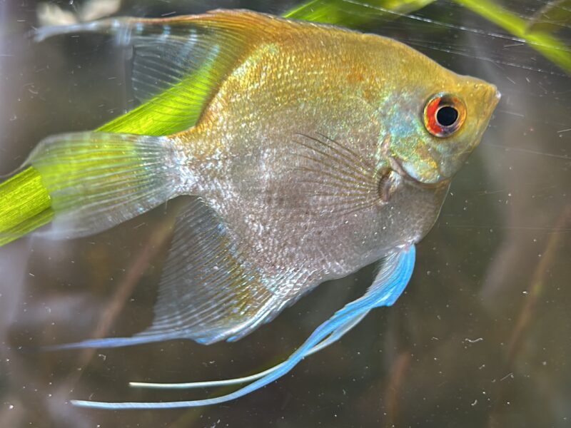 Vends poisson