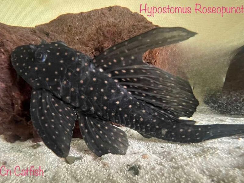Couple hypostomus roseopunctatus