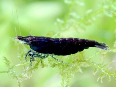 Neocaridina black Sakura