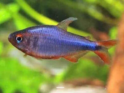 Hyphessobrycon wadai