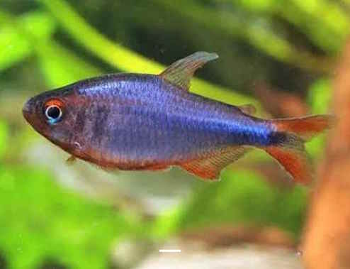 Hyphessobrycon wadai