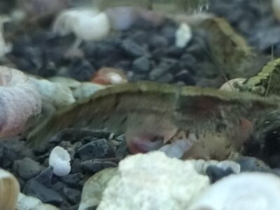 Neocaridina déclassées