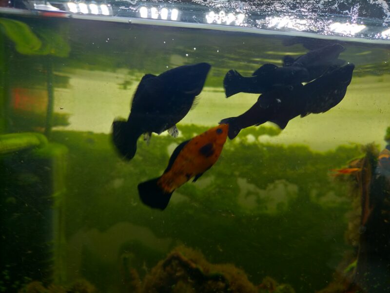 Molly/Platy
