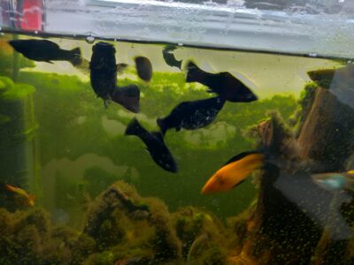 Molly/Platy