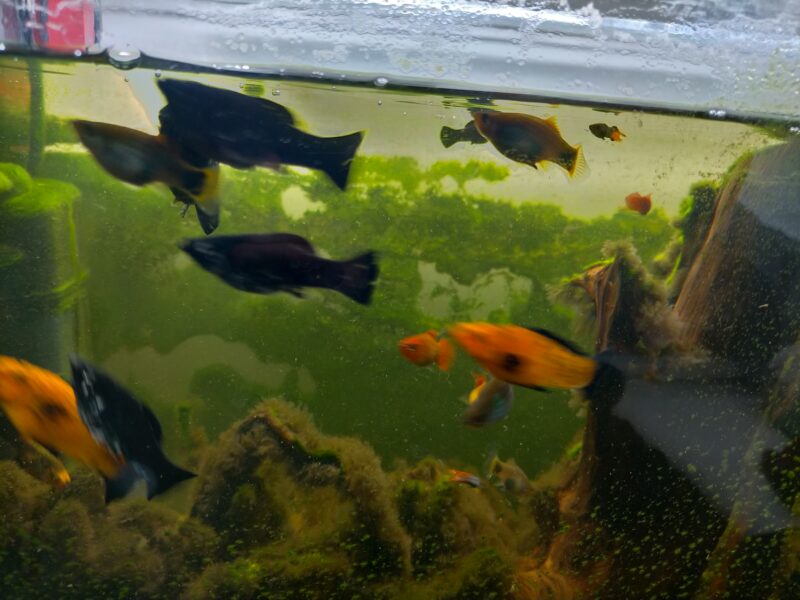 Molly/Platy