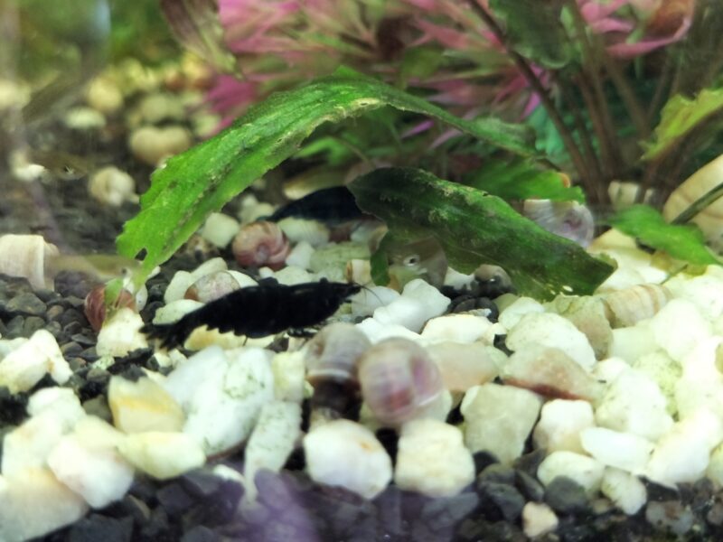 Neocaridina black Sakura