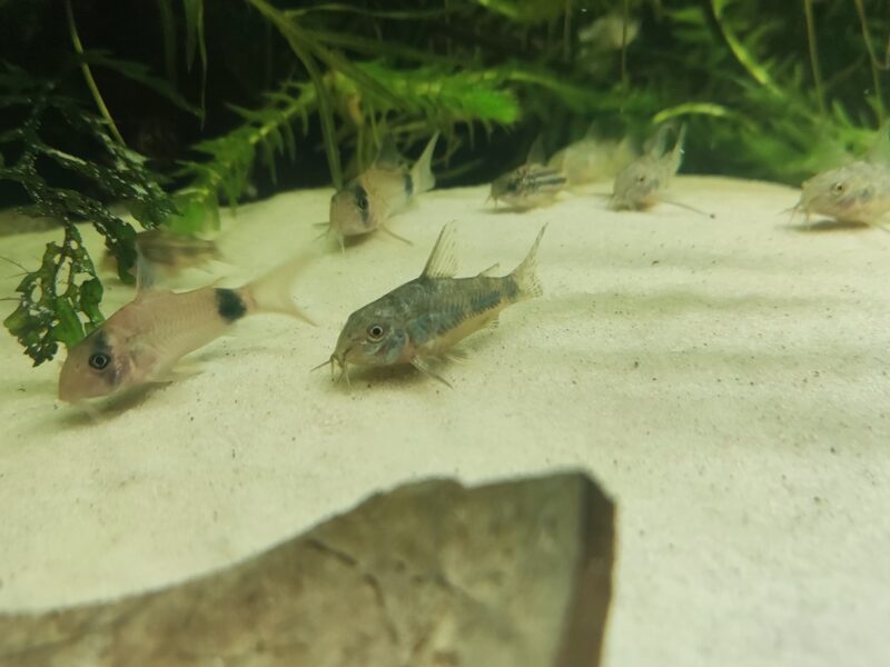 Corydoras paleatus