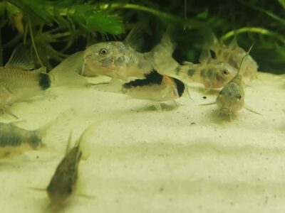 Corydoras duplicareus