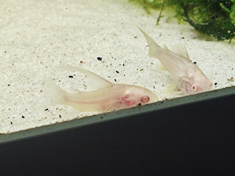 Corydoras paleatus albinos voile