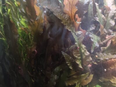 Cryptocoryne wendtii mi oya